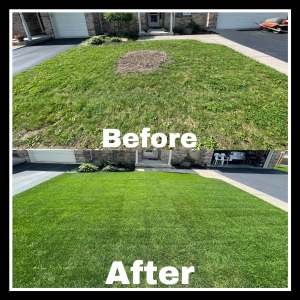 Lumen Landscaping | Lawn Dug Up by Skunks or Raccoons Weedy front lawn with a bare patch, then a full new sod lawn