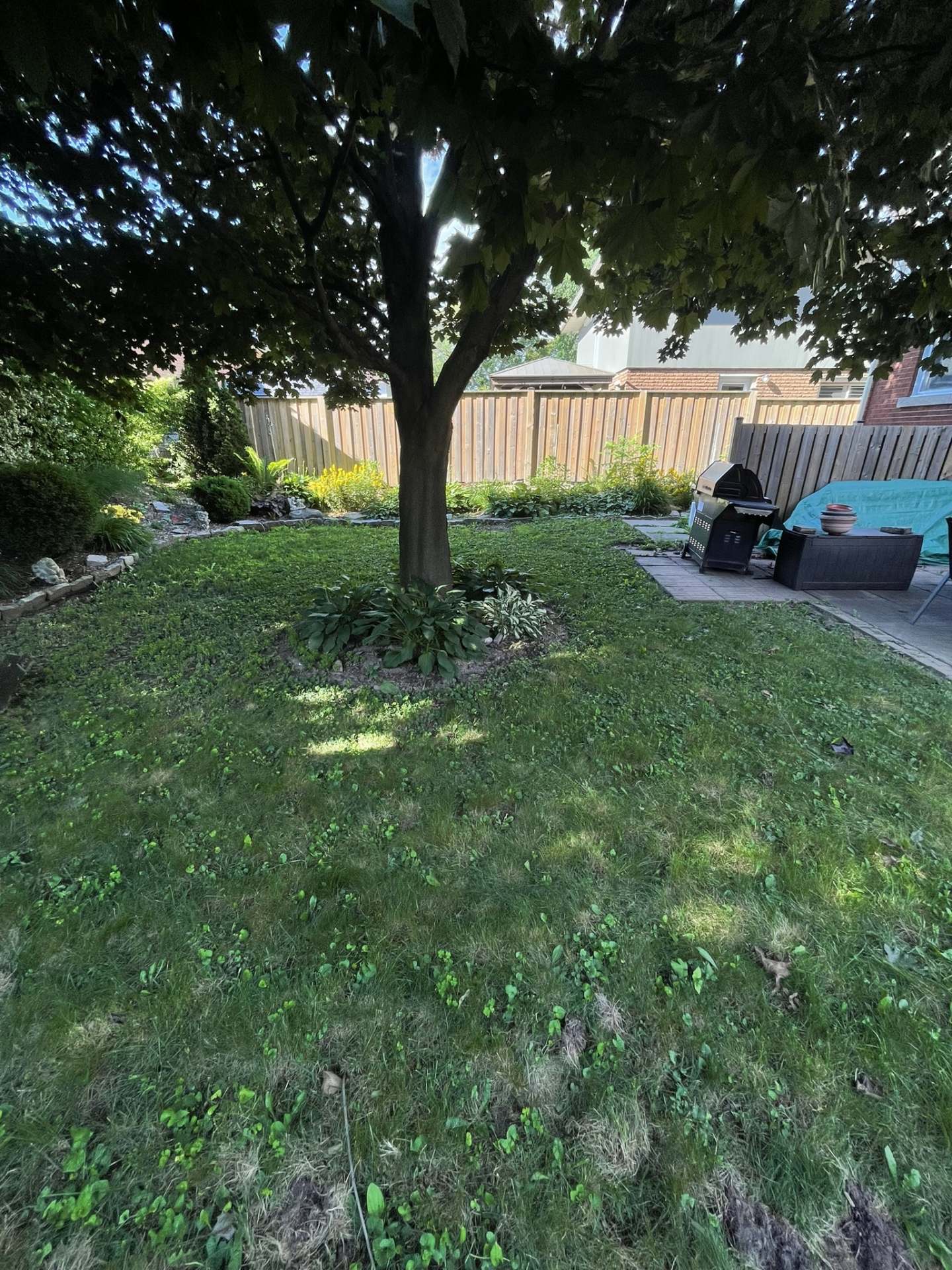 Lumen Landscaping | Patchy or Dead Lawn Thin, weedy backyard lawn with clover and bare spots under a shade tree