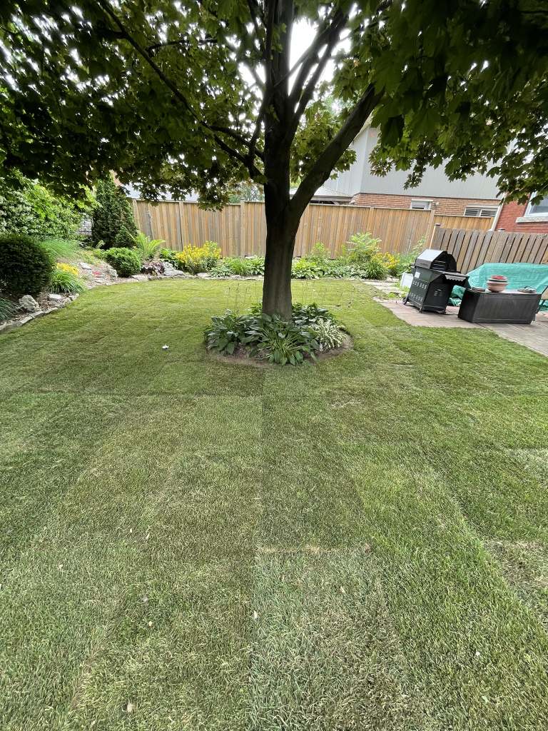Lumen Landscaping | What to Expect During a Backyard Project, Day by Day New sod lawn with fresh seams around a shade tree in a backyard on Hamilton Mountain
