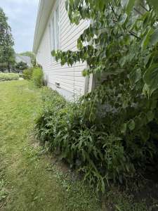 Lumen Landscaping | Garden Bed Cleanup, Mulch and Edging Overgrown garden bed full of weeds along the side of a house in Mount Hope