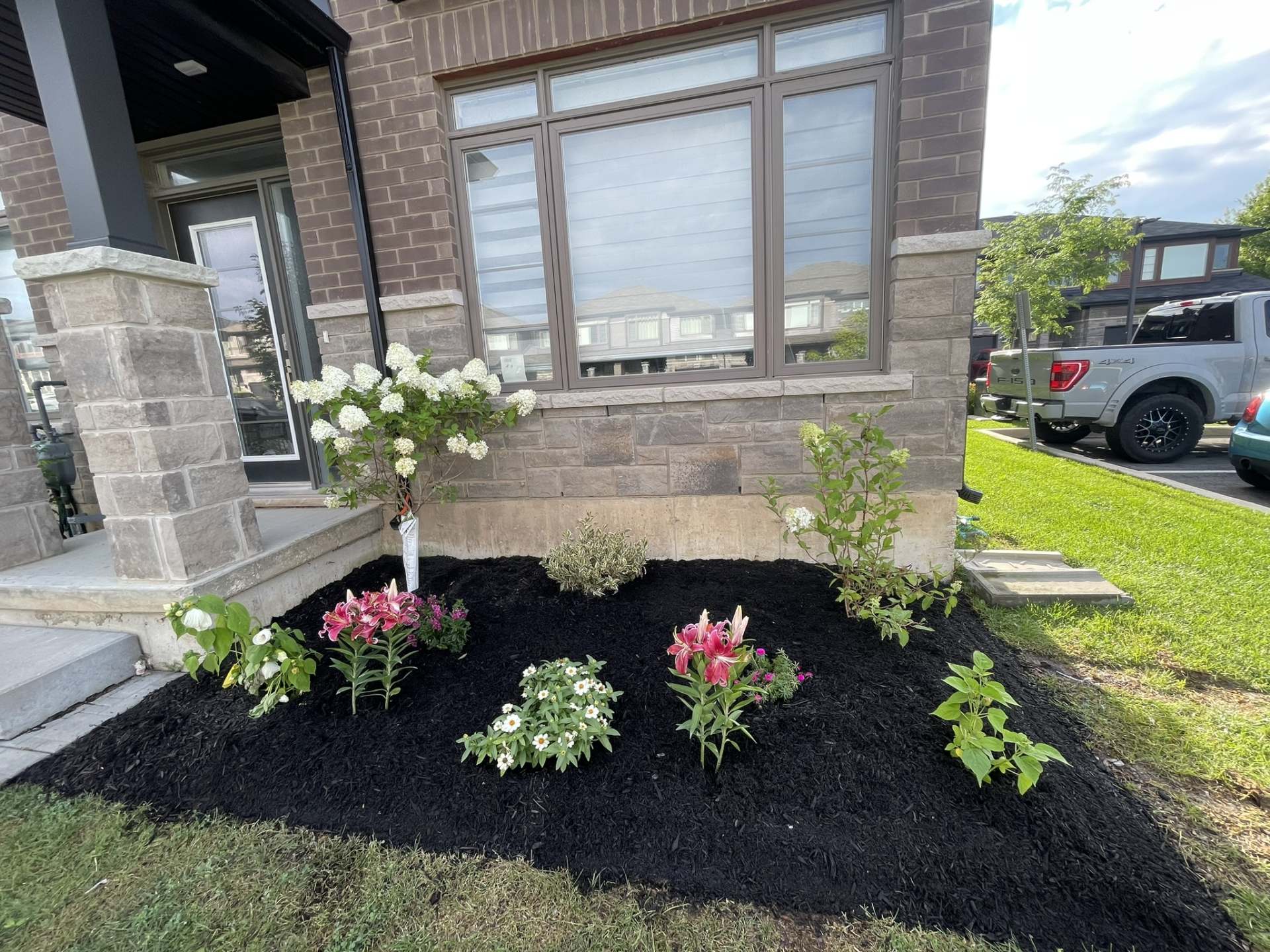 Lumen Landscaping | Grimsby Freshly mulched front garden bed with a tree hydrangea and new perennials, planted by Lumen Landscaping