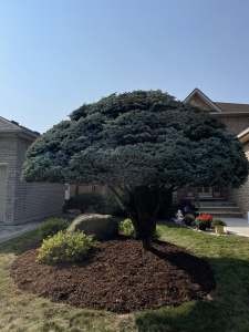 Lumen Landscaping | Overgrown Shrubs and Hedges Shaped globe blue spruce in a fresh mulch bed with small shrubs in a front yard, Hamilton Mountain