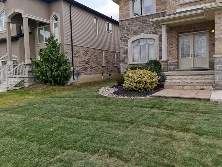New sod front lawn and shrub bed New sod front lawn with an evergreen and shrub bed at a stone and brick house