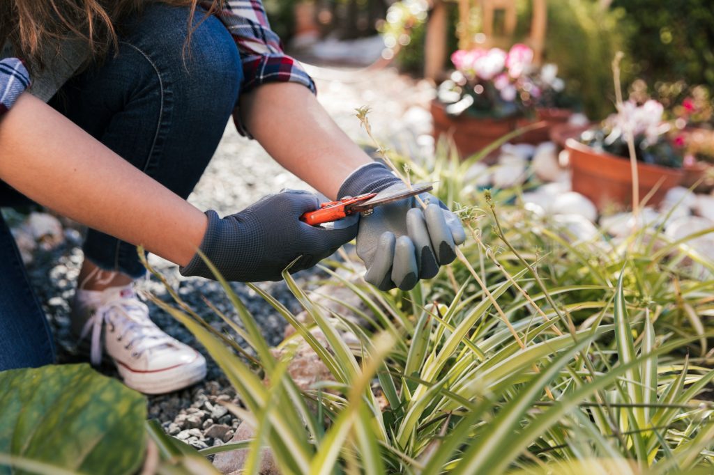 grass care tips