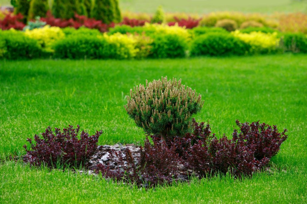 best plants May Canadian garden best plants May Canadian garden