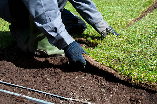 sod installation hamilton sod installation hamilton
