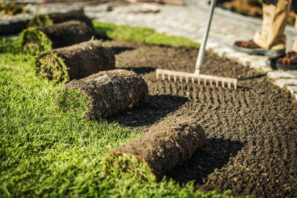 How Much Does Sod Installation Cost in Hamilton?