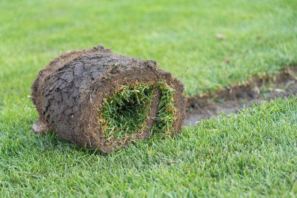 Can You Lay Sod Over Existing Grass? What to Know First