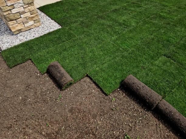 Essential New Sod Care Tips for a Healthy Lawn: Watering, Maintenance & Aftercare
