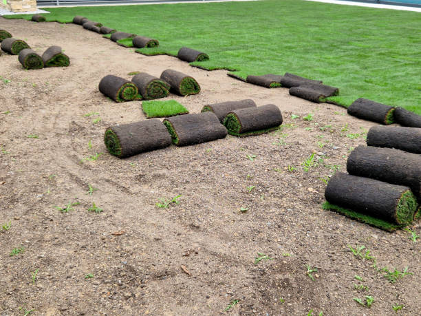 Sod Installation Hamilton: Should You Replace Your Existing Lawn with Sod?