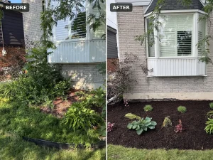 Lumen Landscaping | Gardening Before and after: overgrown garden under a bay window cleared, topped with fresh soil and replanted with perennials