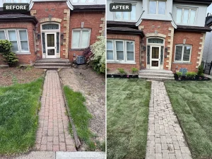 Lumen Landscaping | Hardscaping Before and after: weedy front lawn and tired brick walkway, then the walkway restored with new sod and planted beds, Hamilton