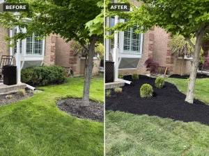 Lumen Landscaping | Gardening Before and after: two small front beds joined into one large garden bed with shrubs, black mulch and fresh sod