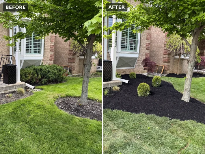 Before and after: larger front garden bed and new sod Before and after: small tree ring beds joined into one large black mulch bed with shrubs and new sod