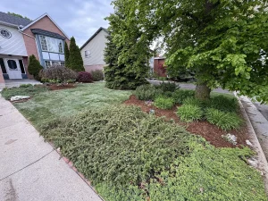 Lumen Landscaping | Gardening Front yard garden with groundcover, shrubs and fresh mulch