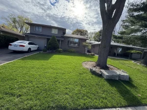 Lumen Landscaping | Gardening New sod front lawn with an armour stone tree ring