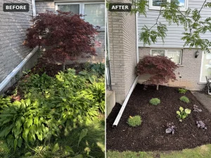 Lumen Landscaping | Gardening Before and after: overgrown front garden bed cleared, edged and replanted around a Japanese maple