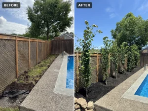Lumen Landscaping | Gardening Before and after: bare strip along a pool fence planted with a row of privacy trees and black mulch