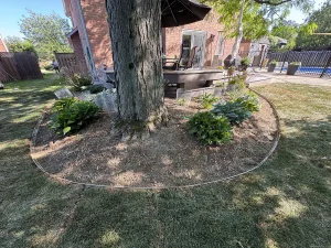 Lumen Landscaping | Gardening Backyard tree ring garden bed with hostas and a clean edge