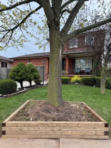 Wood raised garden bed around tree Wood raised garden bed built around a mature tree